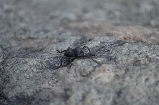 Image of Black tree weevil