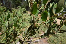 Image of Huckleberry Oak