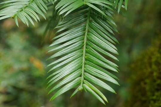 Plancia ëd Cephalotaxus harringtonii var. wilsoniana (Hayata) Kitam.