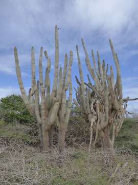 Cereus repandus (L.) Mill. resmi