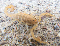 Image of Arizona Bark Scorpion