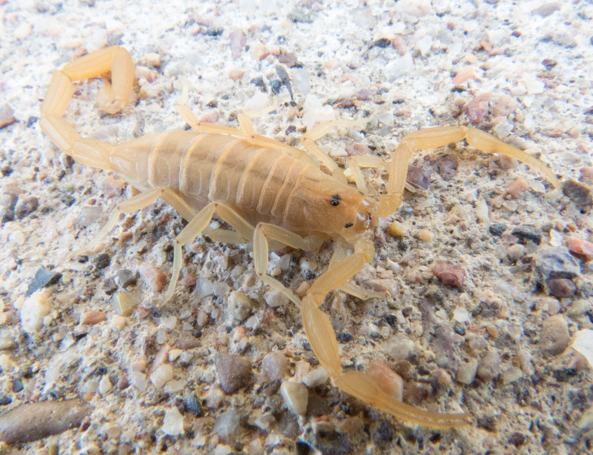 Image of Arizona Bark Scorpion