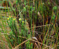 Image of Hypericum lancioides Cuatrec.