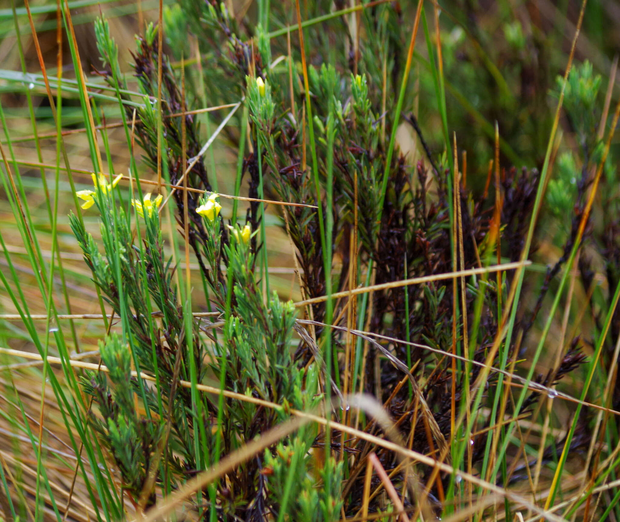 Image of Hypericum lancioides Cuatrec.