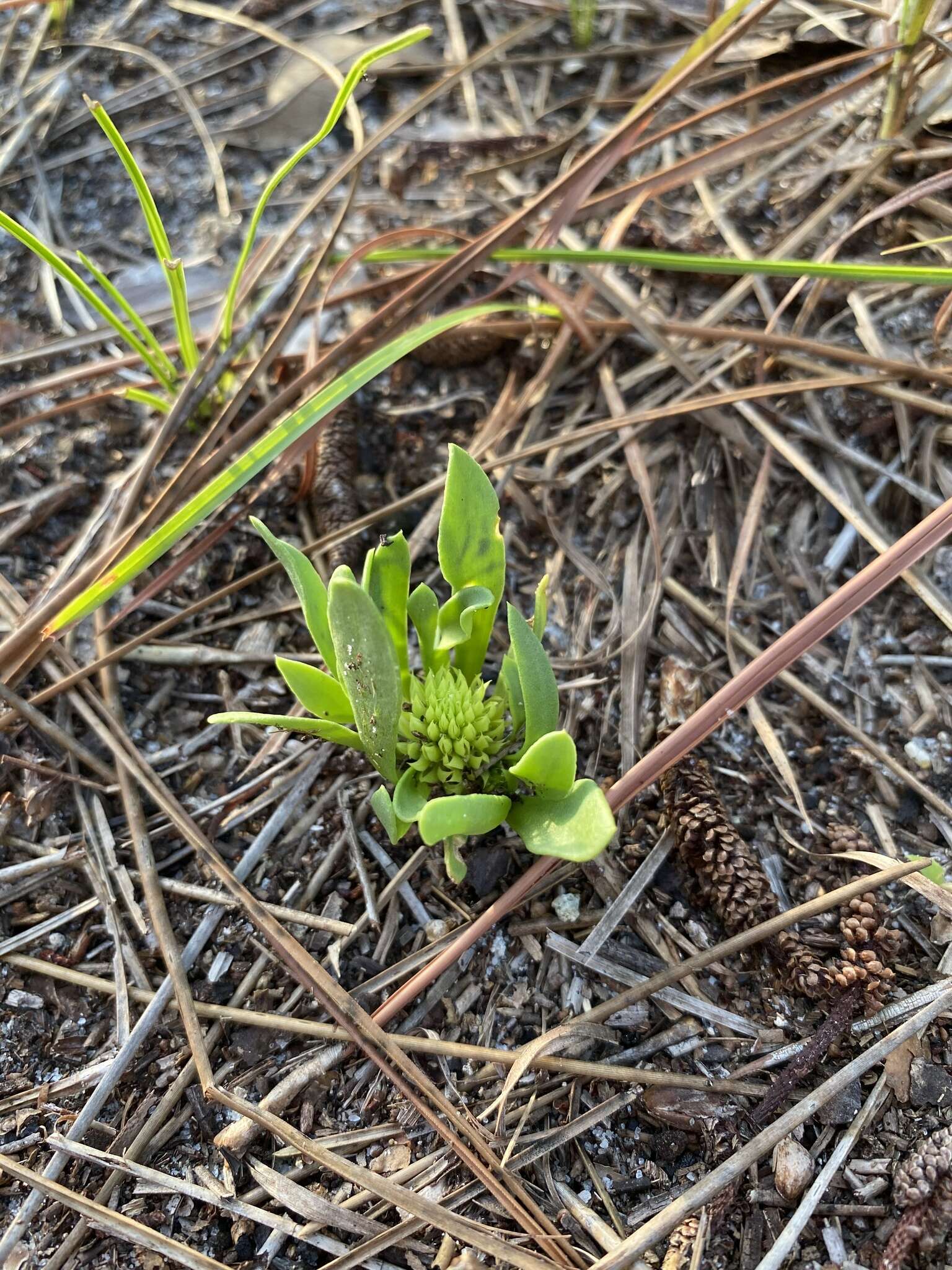 Image of tiny milkwort