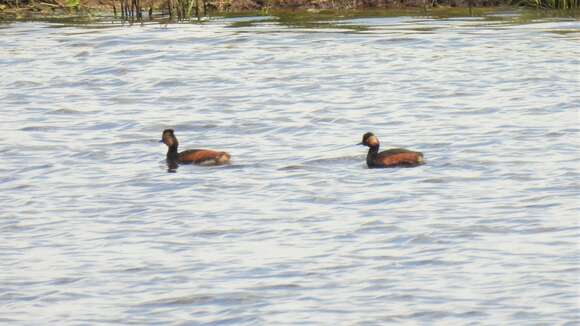 Image of Podiceps nigricollis nigricollis Brehm & CL 1831