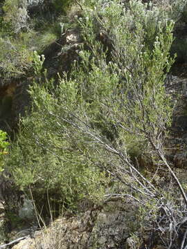 Image of Pale Blombush