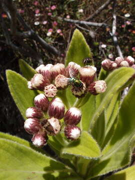 Image of Psiadia anchusifolia (Poir.) Cordem.