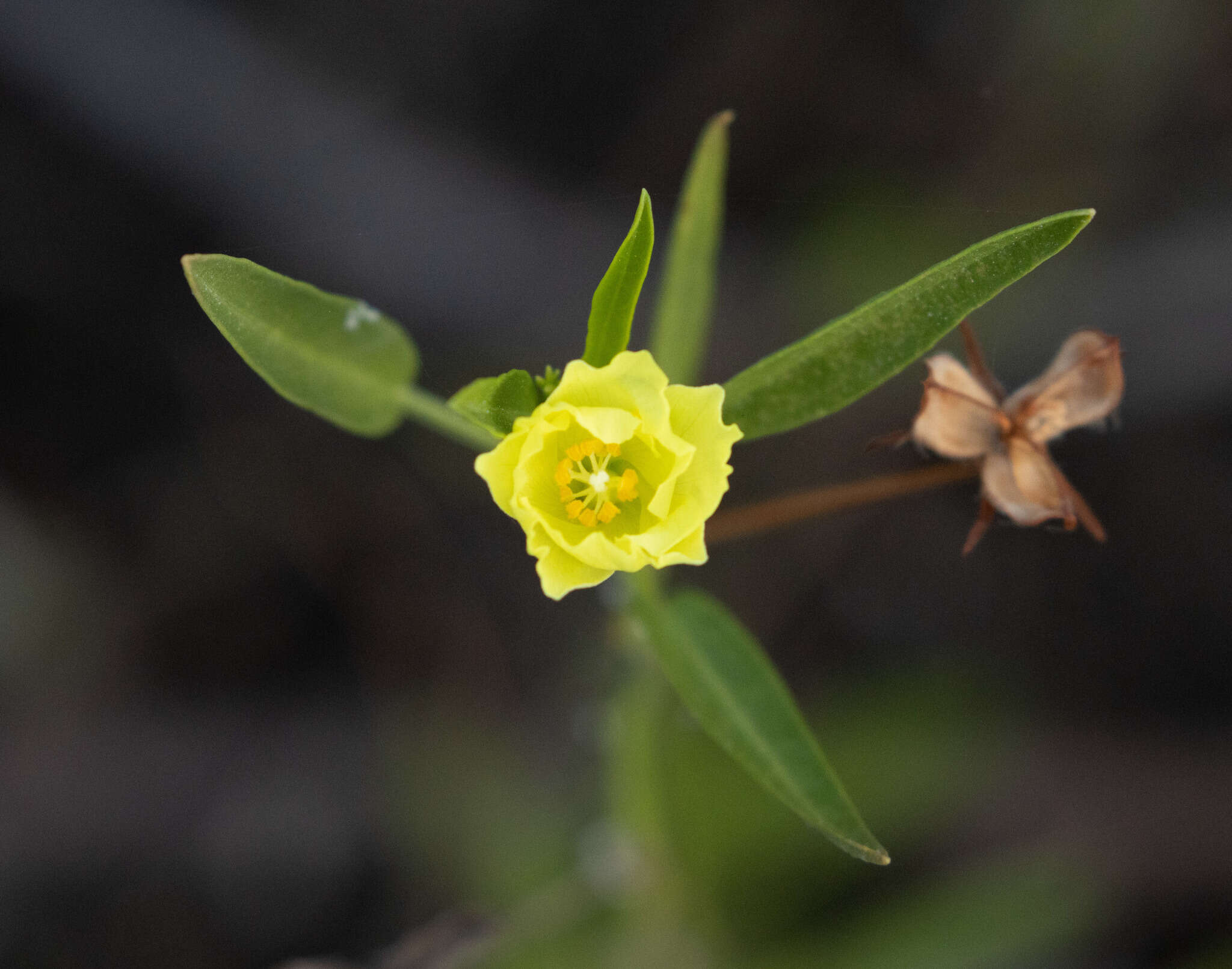 Image of Yellow Hibiscus