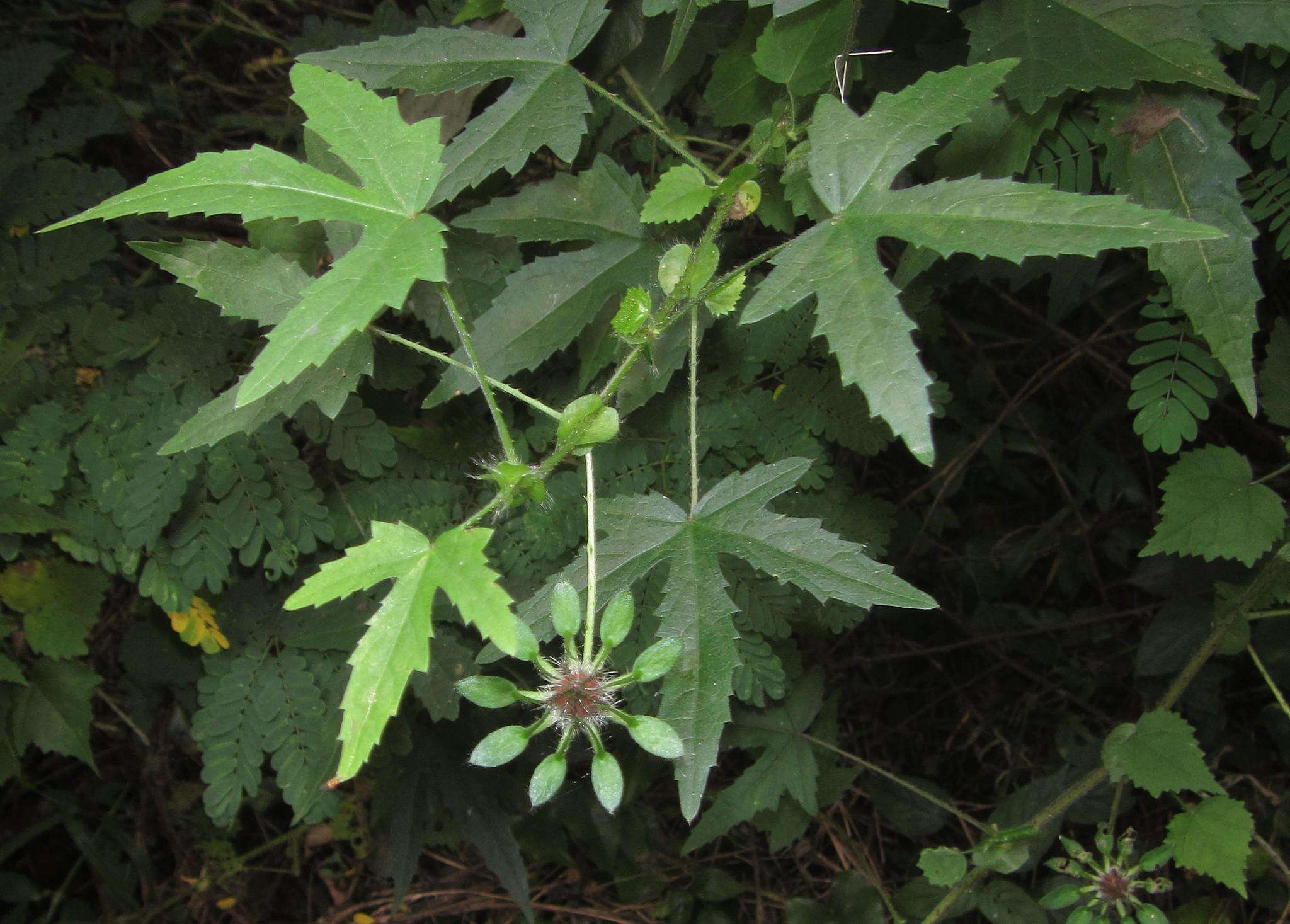 Image of Prickly hibiscus creeper