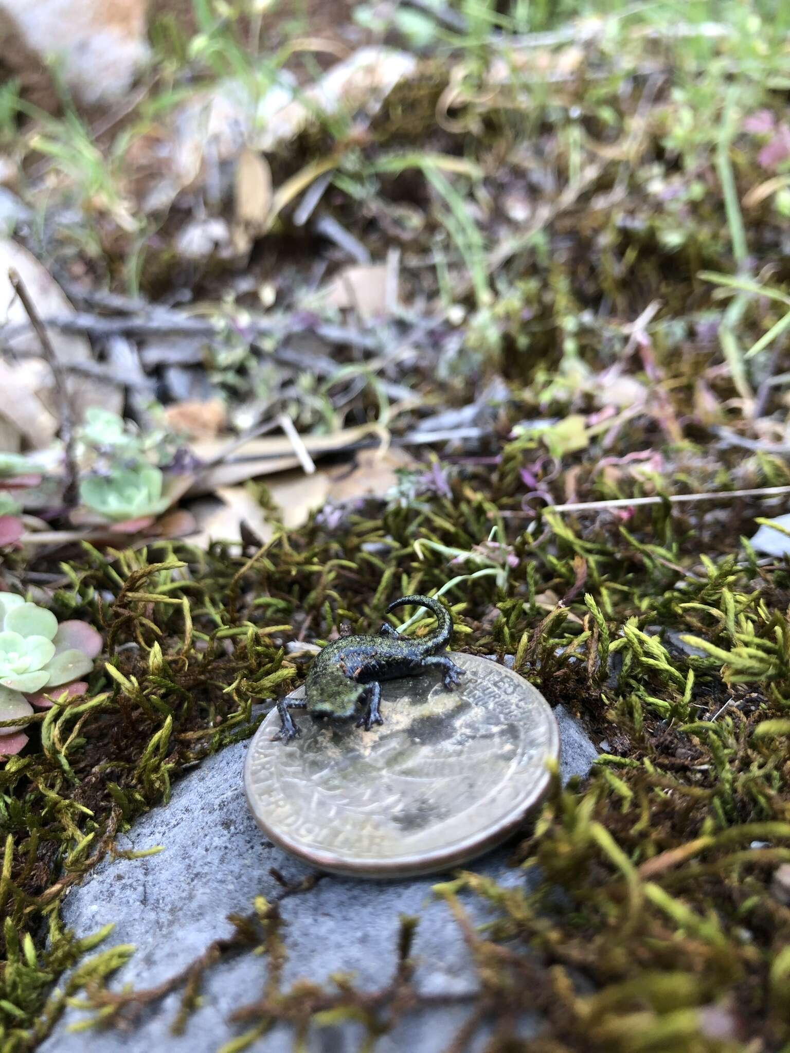 Image of Samwel Shasta Salamander