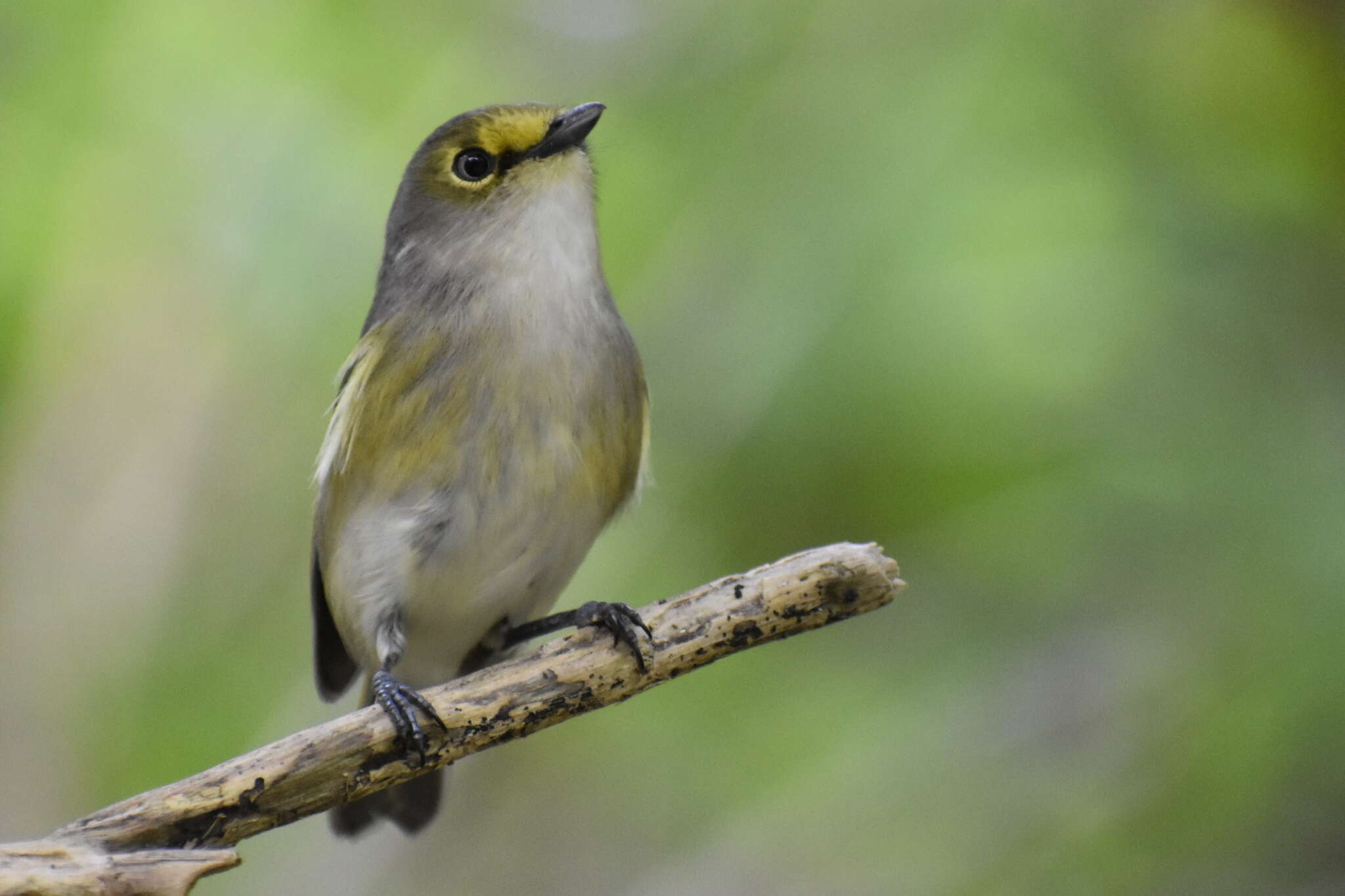 Слика од Vireo griseus bermudianus Bangs & Bradlee 1901