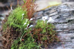 Image of Muscinupta laevis (Fr.) Redhead, Lücking & Lawrey 2009