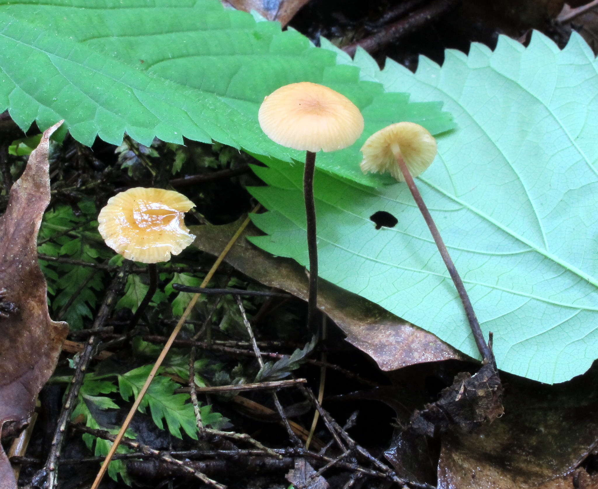 Image de Rhizomarasmius pyrrhocephalus (Berk.) R. H. Petersen 2000