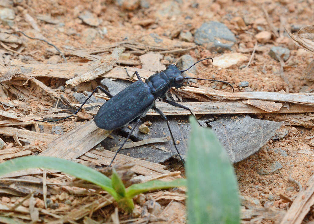 Image de Cicindela (Cicindelidia) cyaniventris Chevrolat 1834