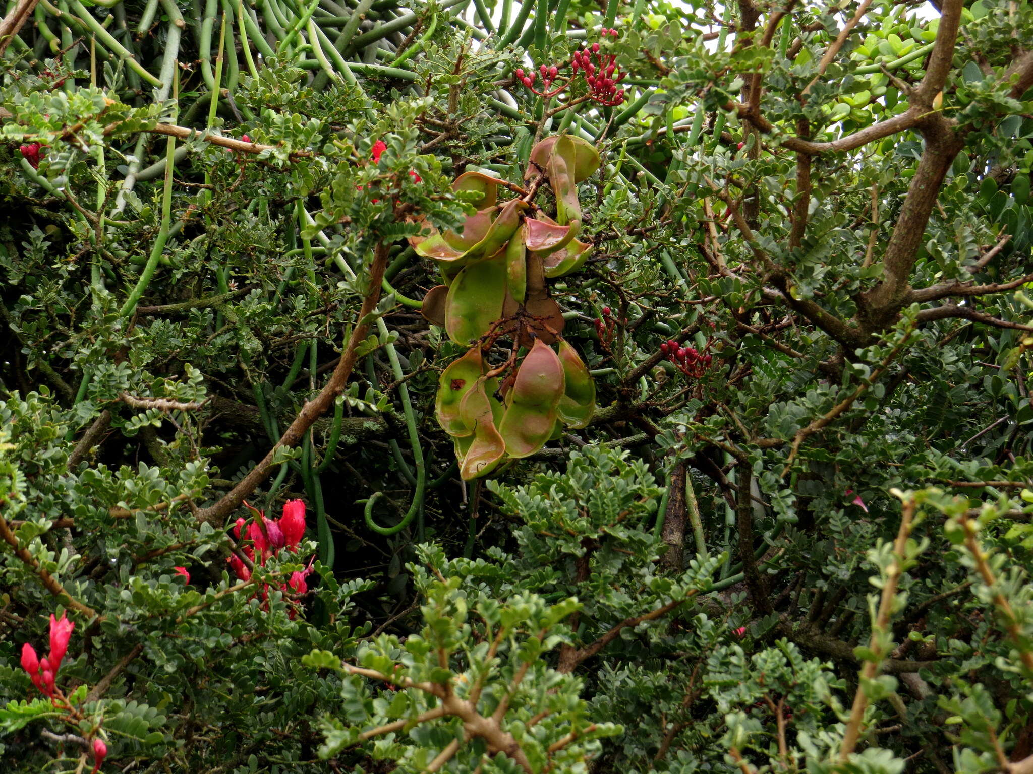 Image of Hottentot's Bean