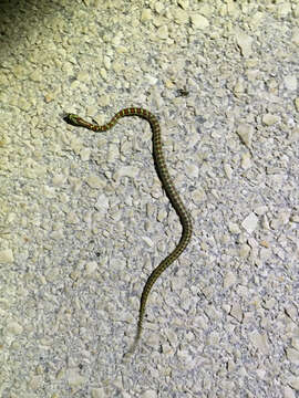 Image of European Ratsnake