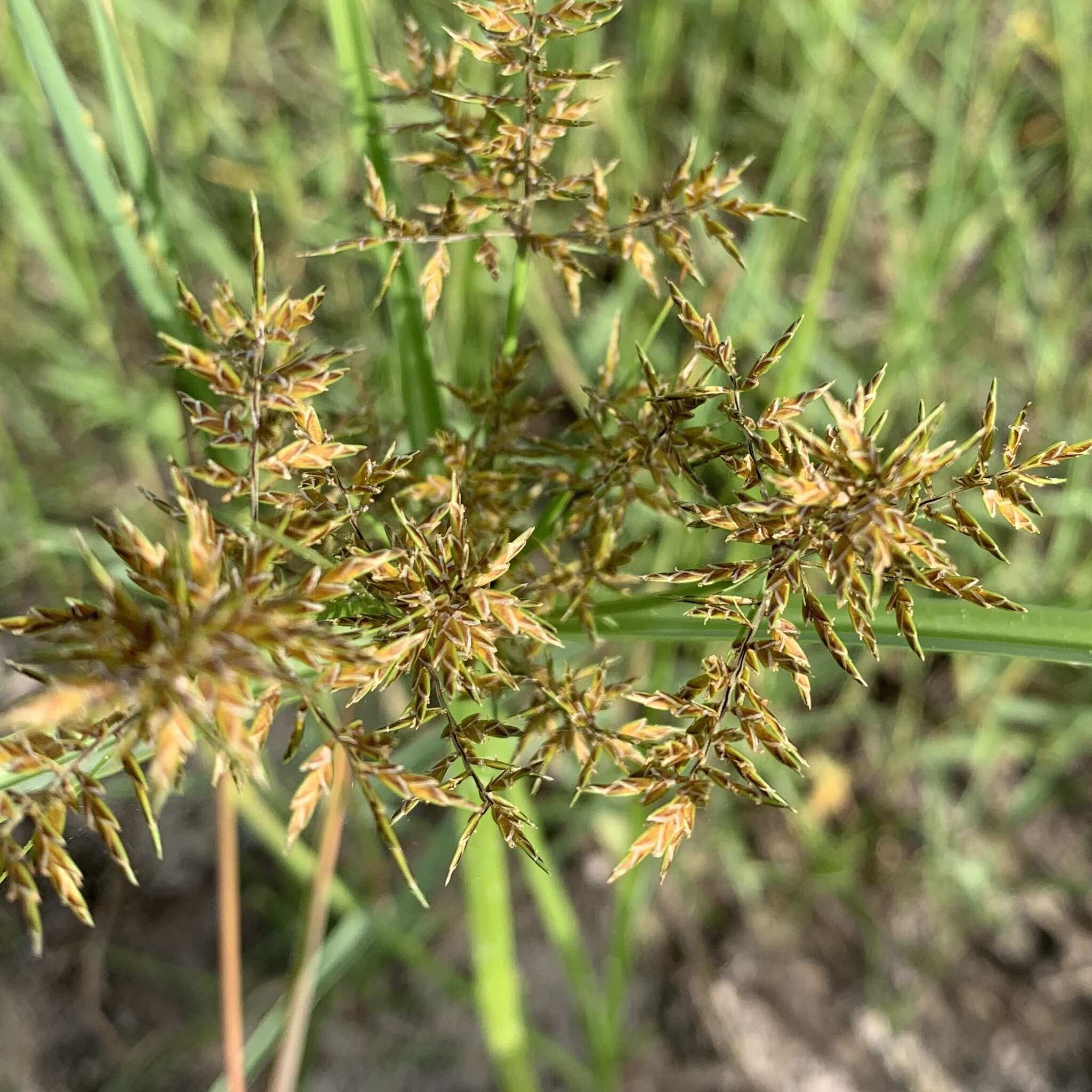 Cyperus macrostachyos Lam.的圖片