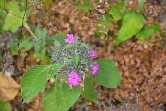 Image of Ruellia inundata Kunth