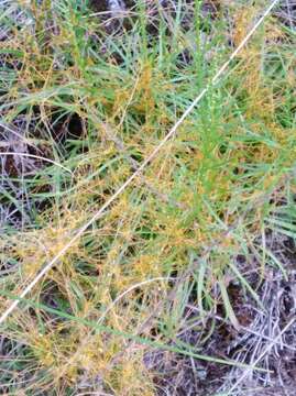 Image of Harper's dodder