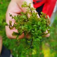 Image of pseudobryum moss