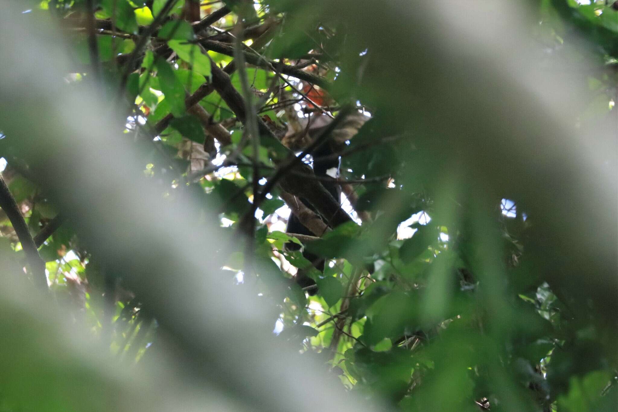 Image of Crested Jay