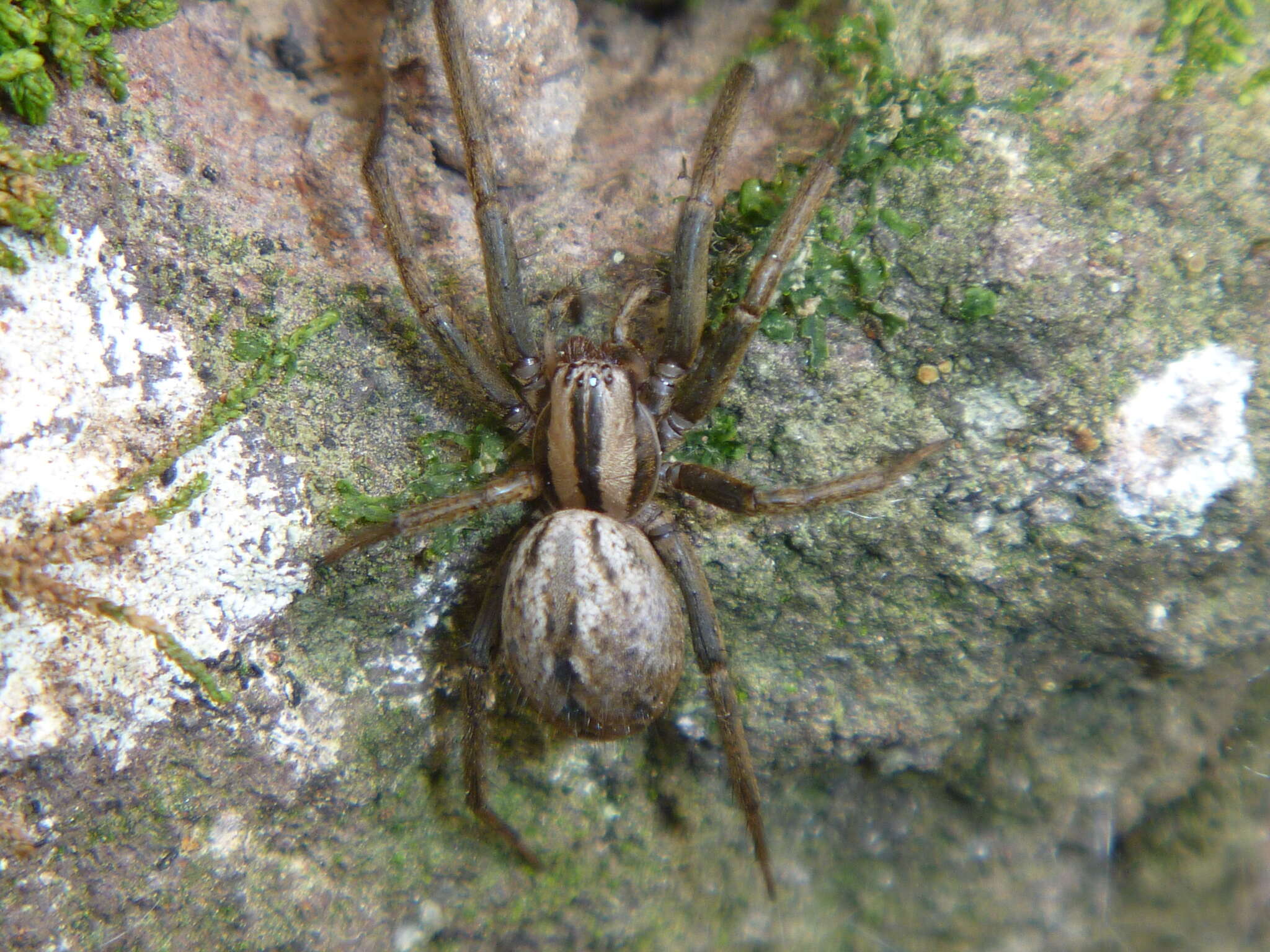 Image of Cambridgea inaequalis Blest & Vink 2000