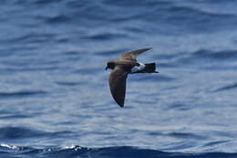 Image of New Zealand Storm Petrel