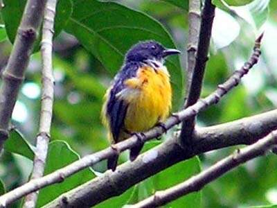 Image of Orange-bellied Flowerpecker