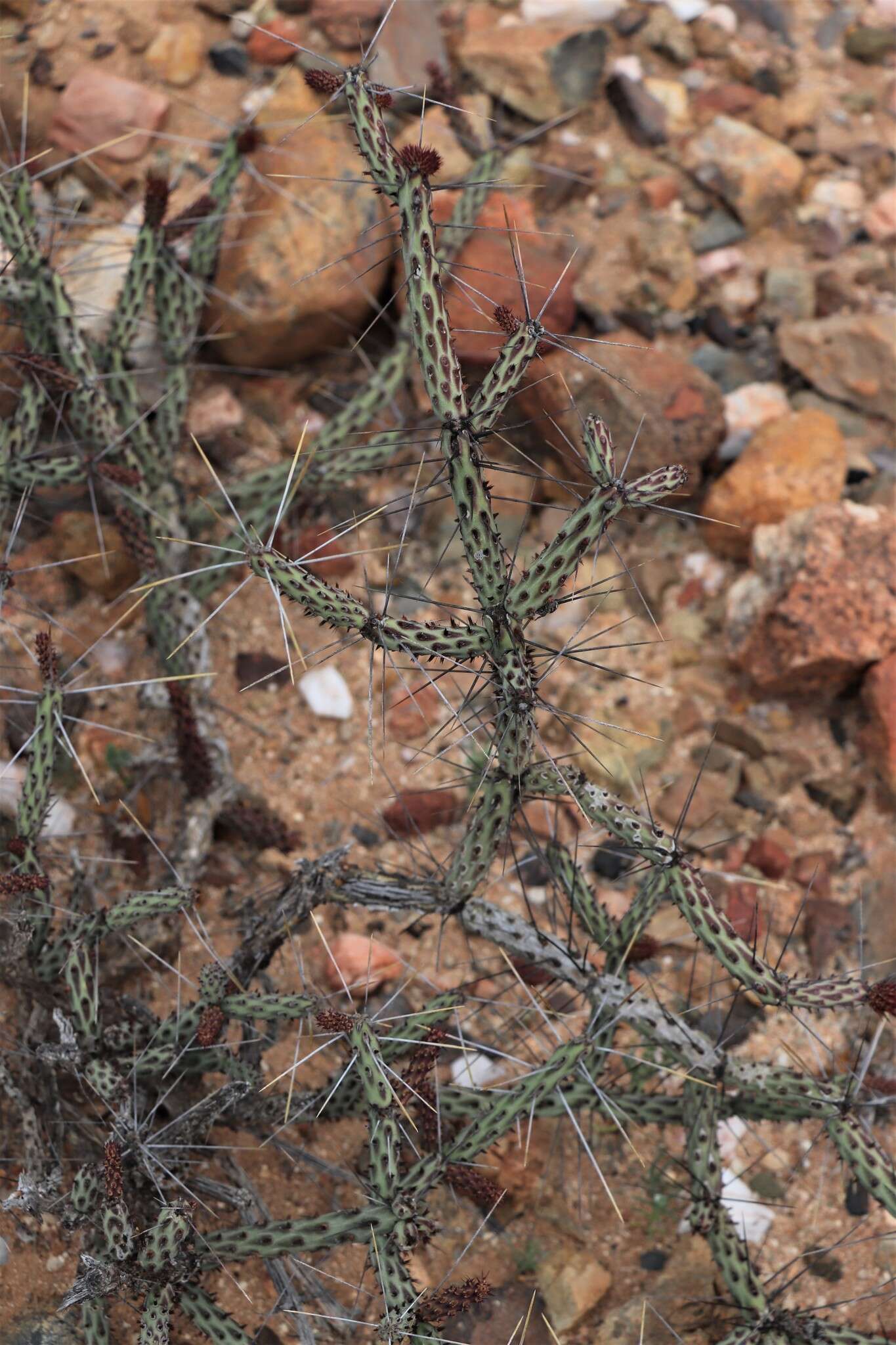 Image de Cylindropuntia tesajo (Engelm. ex J. M. Coult.) F. M. Knuth