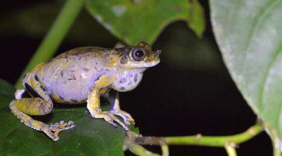 Image of Dendropsophus marmoratus (Laurenti 1768)