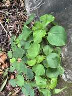 Image de Acalypha grandibracteata Merr.