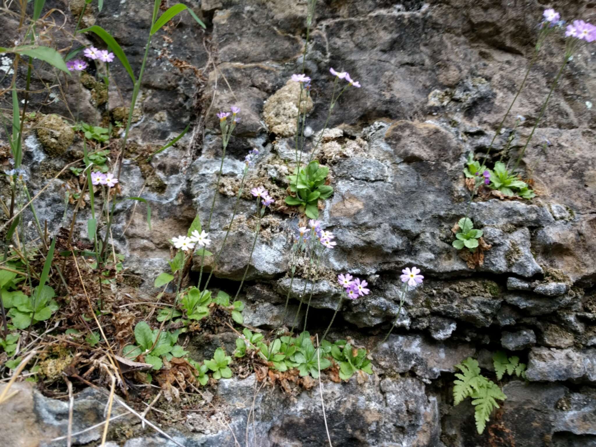 Imagem de Primula mistassinica Michx.