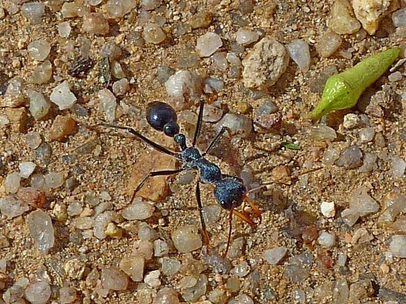 Image of Myrmecia tarsata Smith 1858