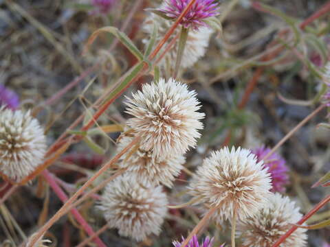 Image of Gomphrena canescens R. Br.