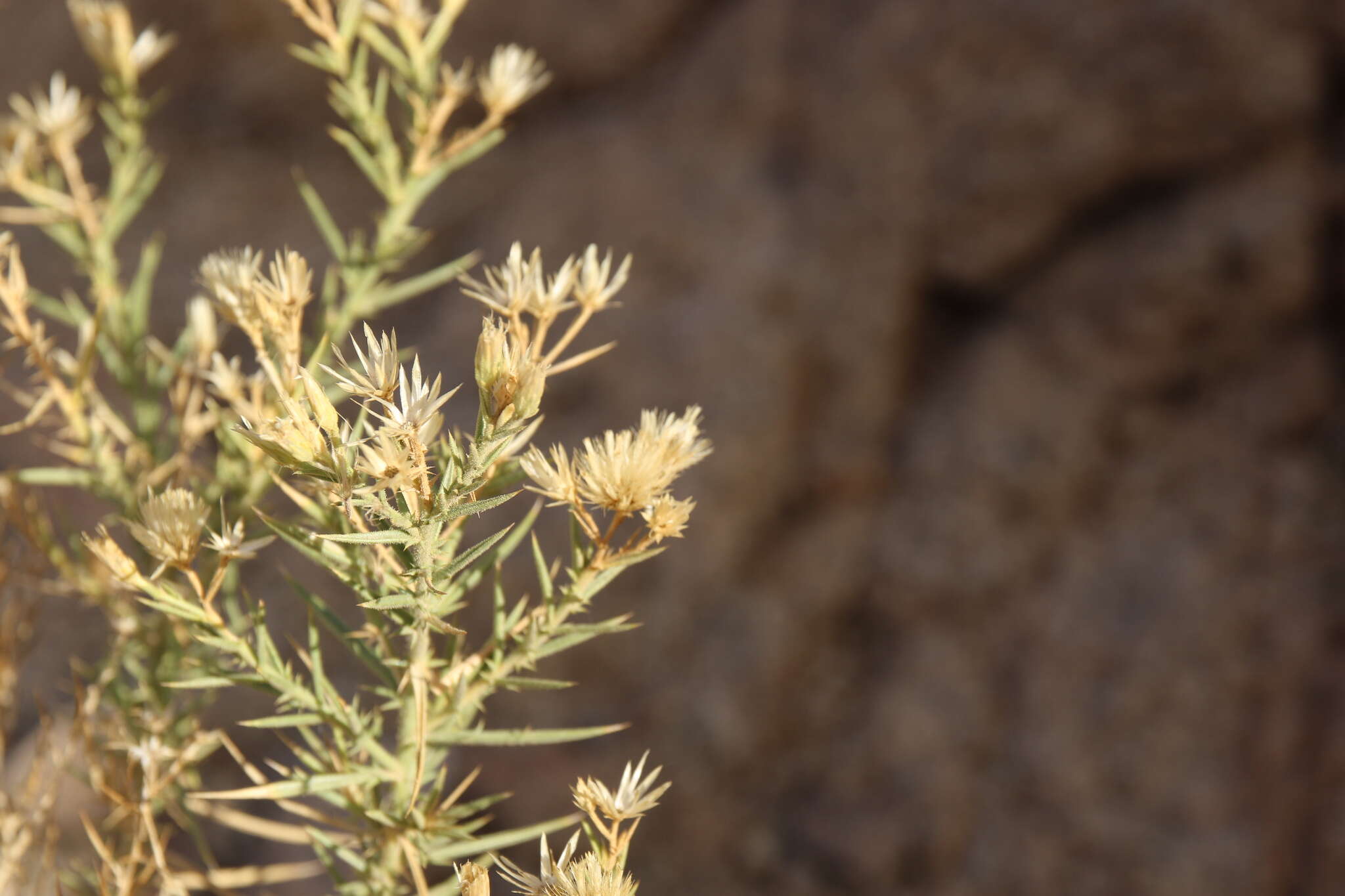 Image of Iphiona scabra DC.