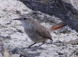 Image of Band-tailed Earthcreeper