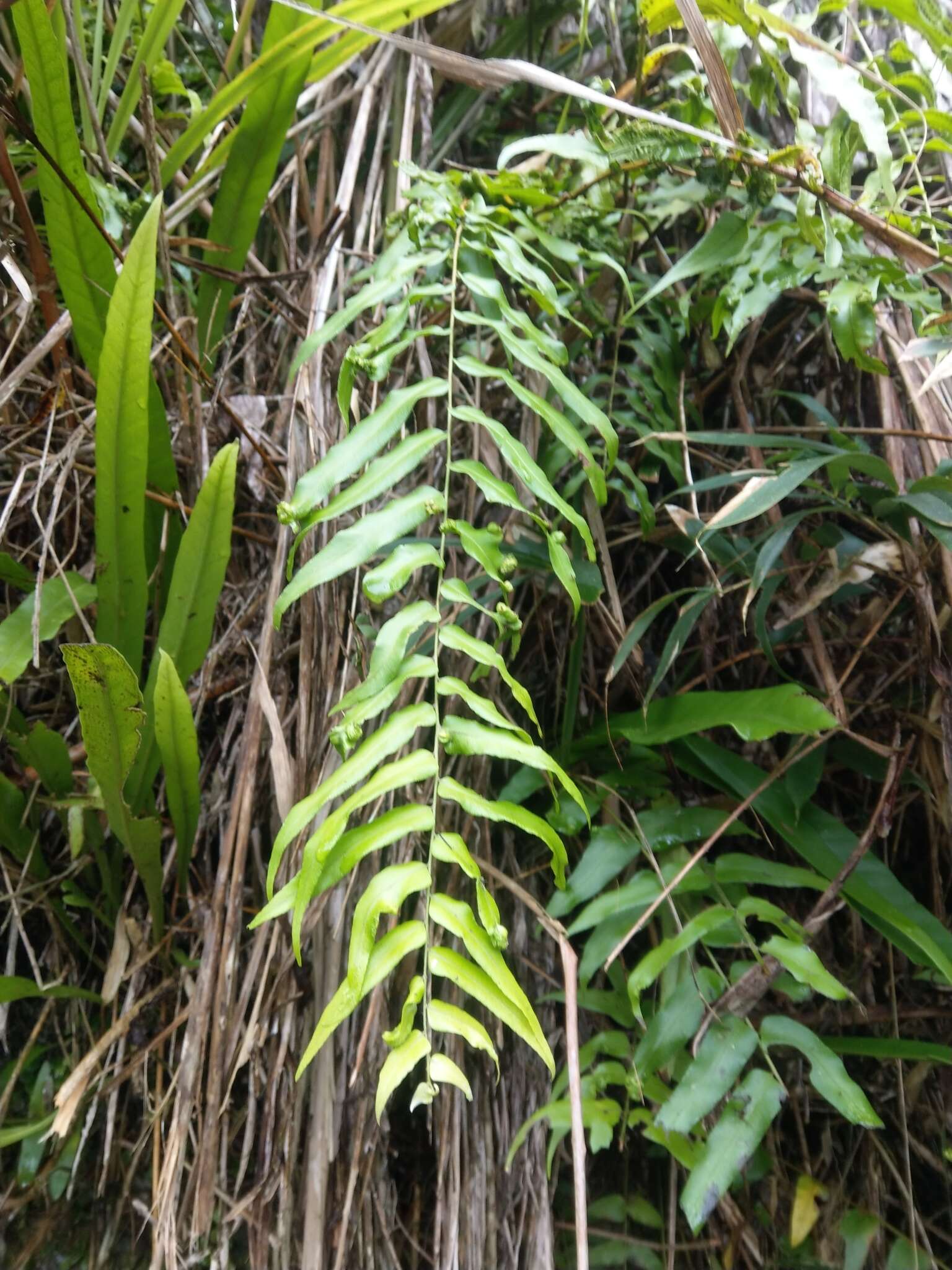 Image of giant swordfern