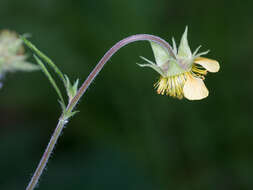 Image of Geum meinshausenii Gams.