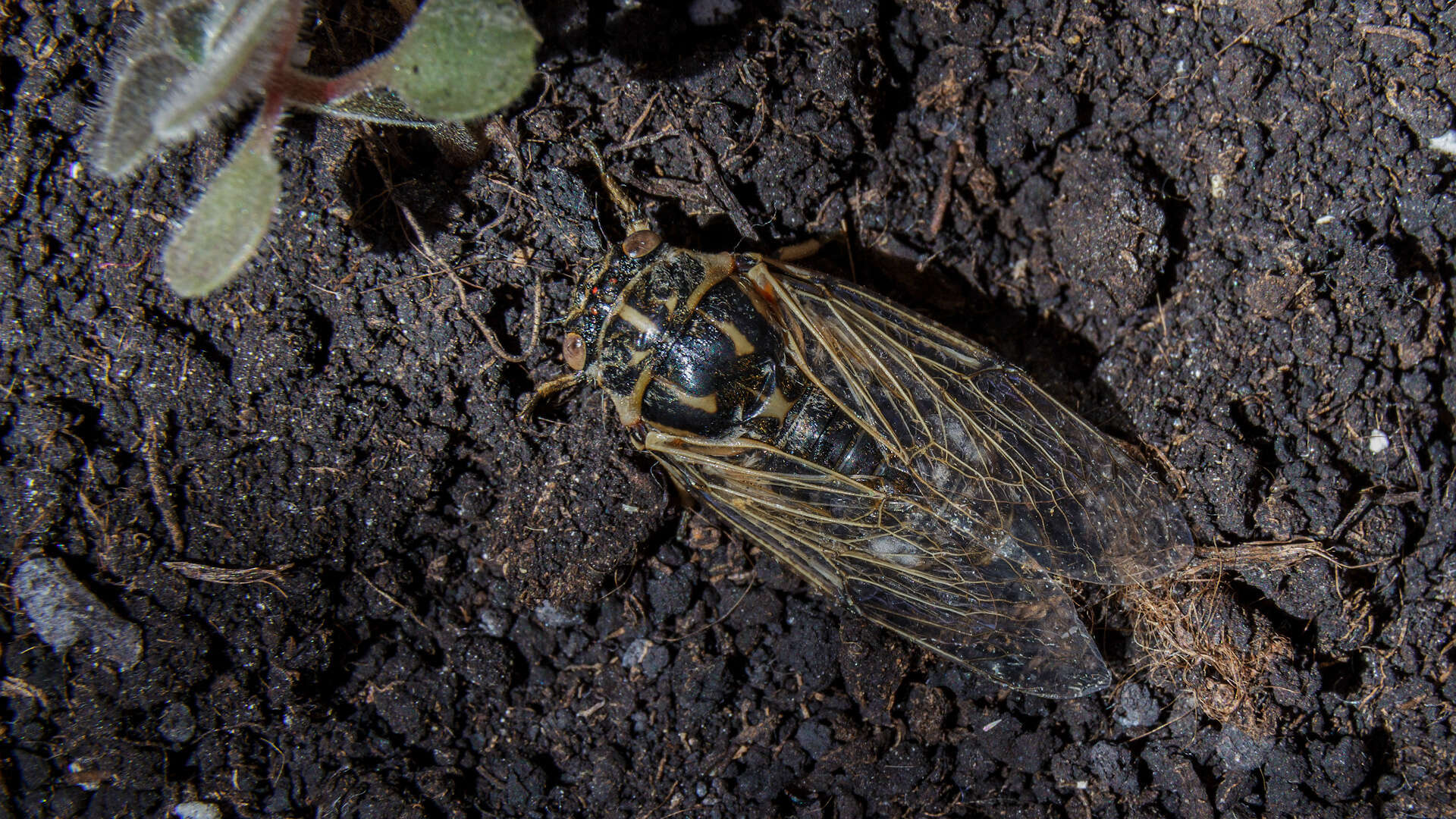 Image of Cicadatra platyptera Fieber 1876