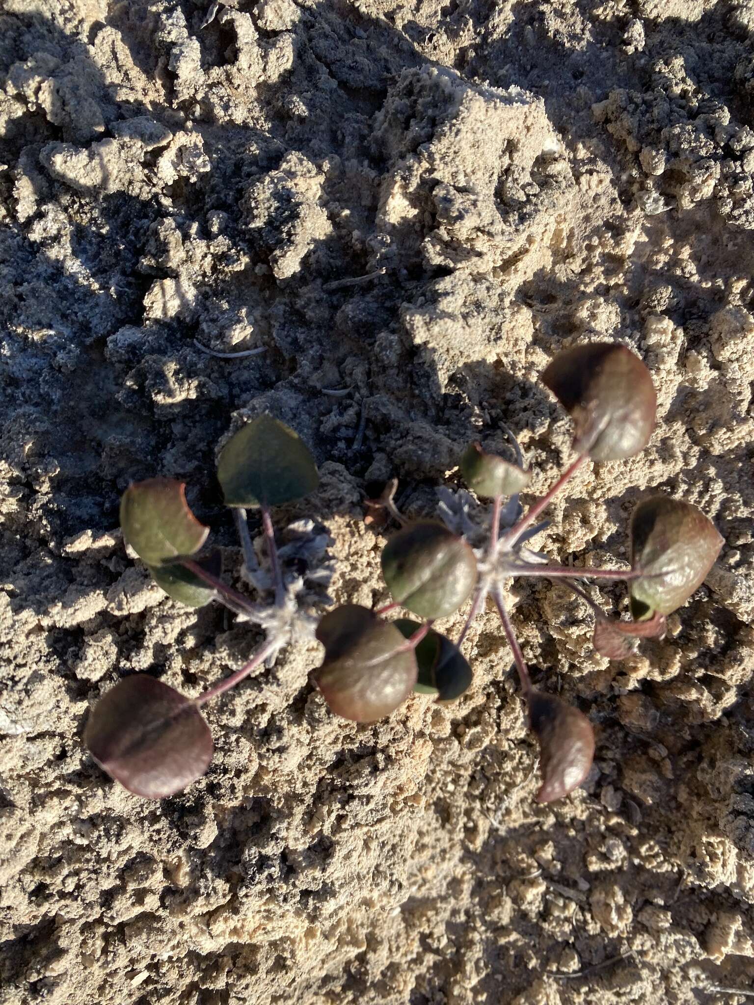 Image of Seven River Hills buckwheat