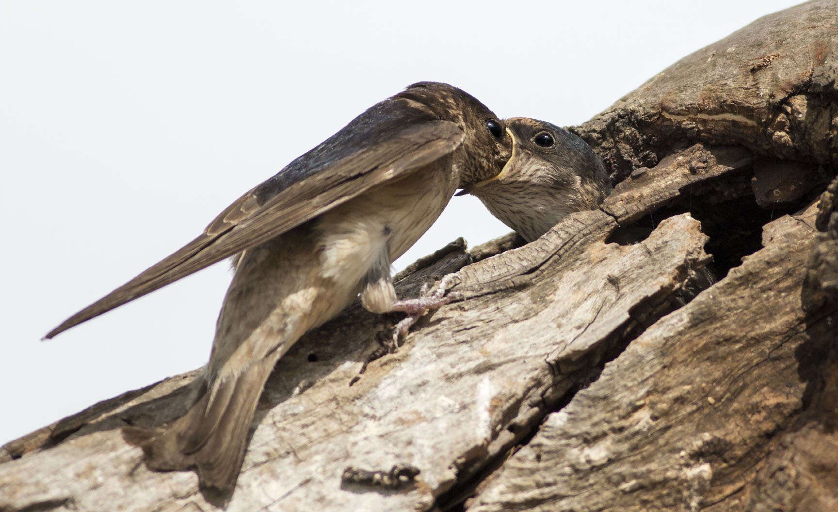 Petrochelidon nigricans (Vieillot 1817) resmi