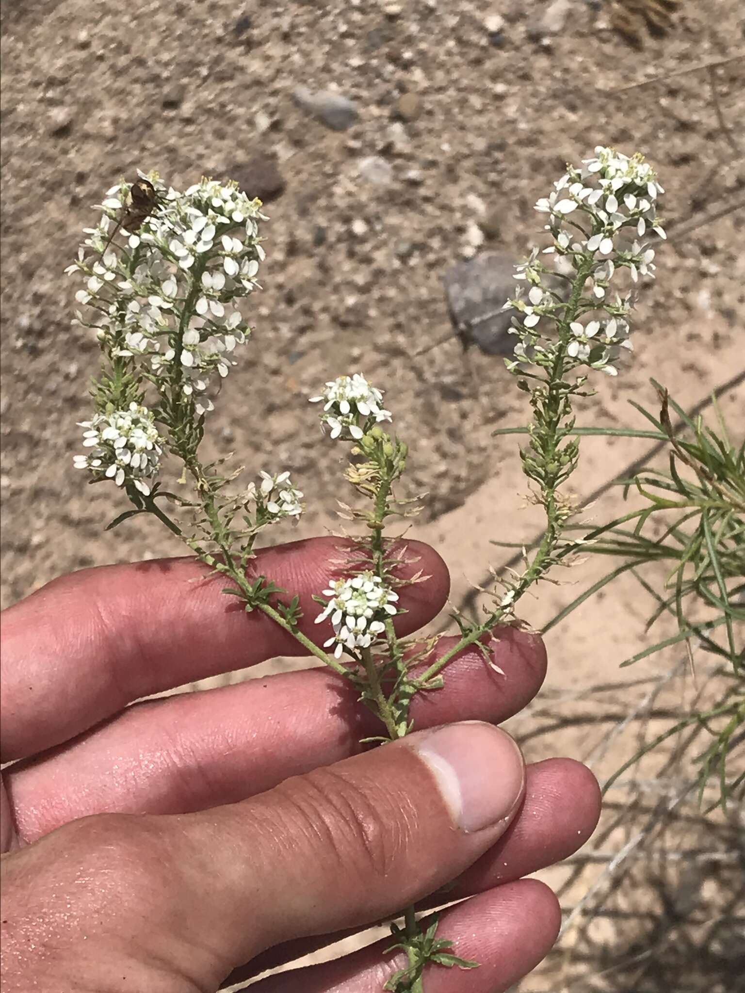 Image of peppergrass