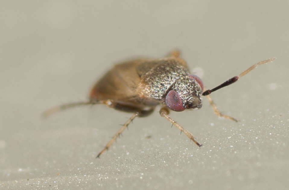 Image of Western Plant Bug