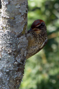 Image of Nubian Woodpecker