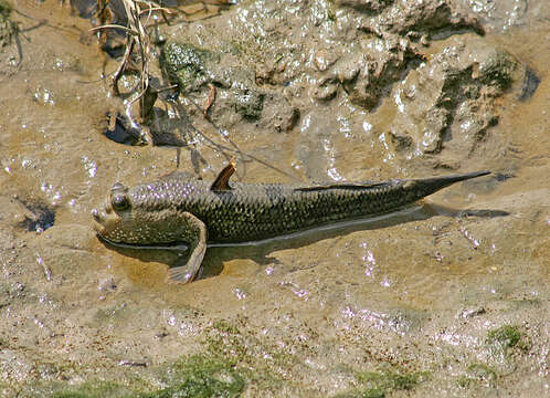 صورة Periophthalmodon freycineti (Quoy & Gaimard 1824)