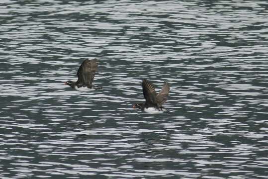 Image of Parakeet Auklet