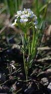 Image of Richardson's Bittercress