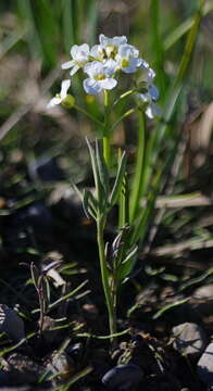 Image of Richardson's Bittercress