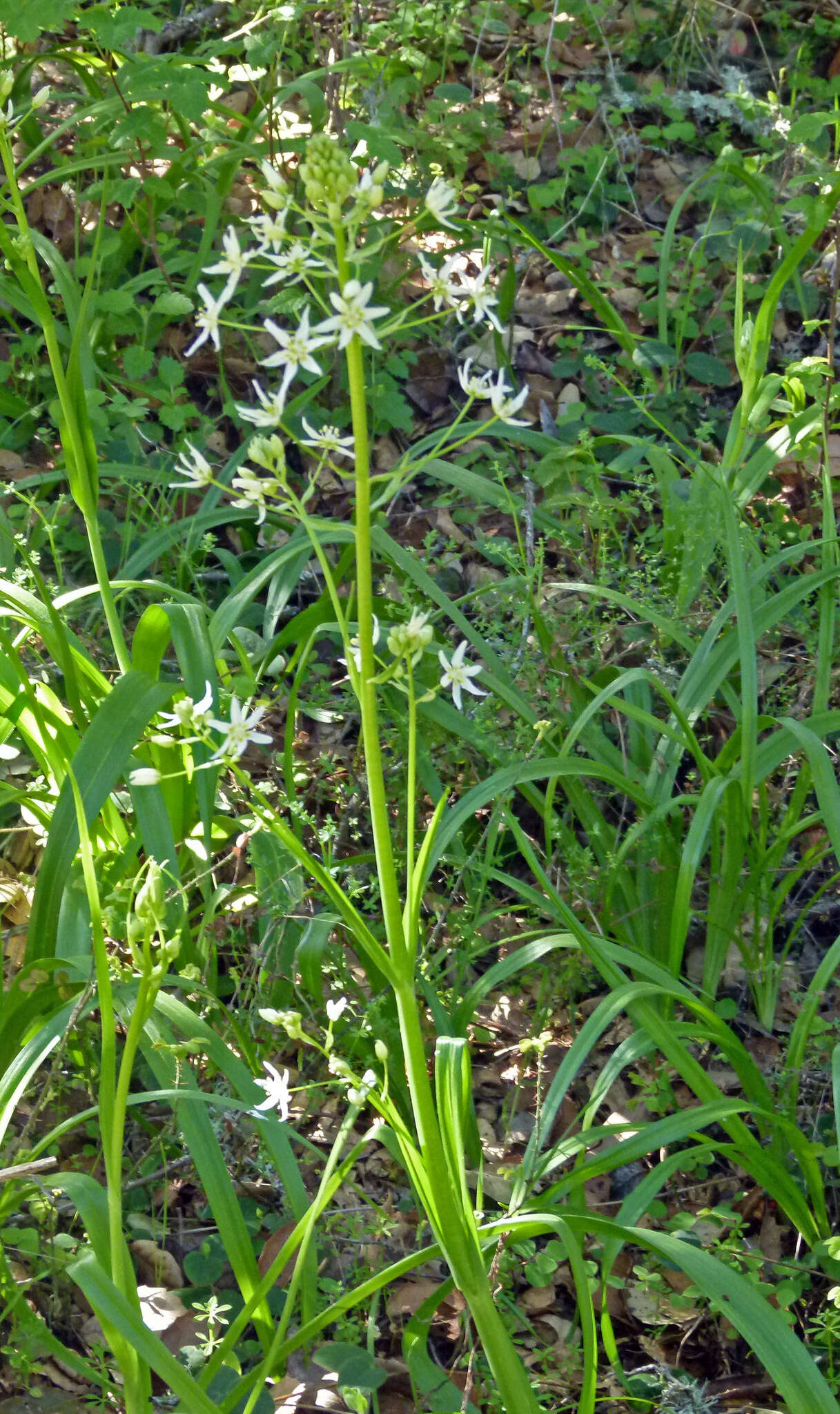 Image of common star lily